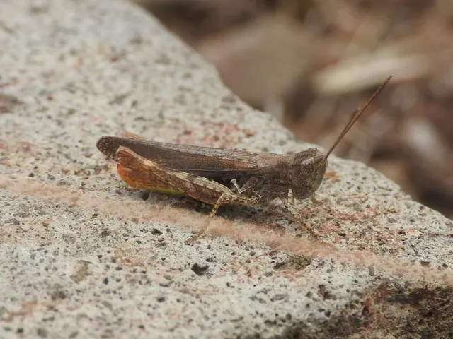 Chorthippus