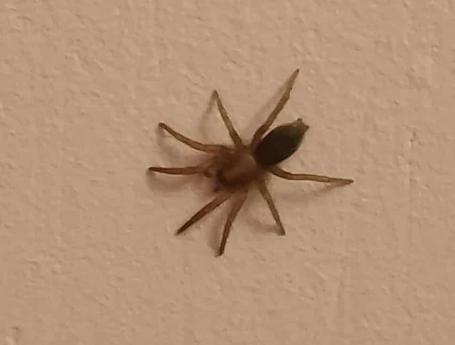 Gnaphosidae - kövipókok