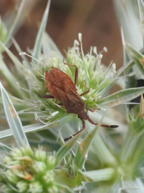 Coriomeris