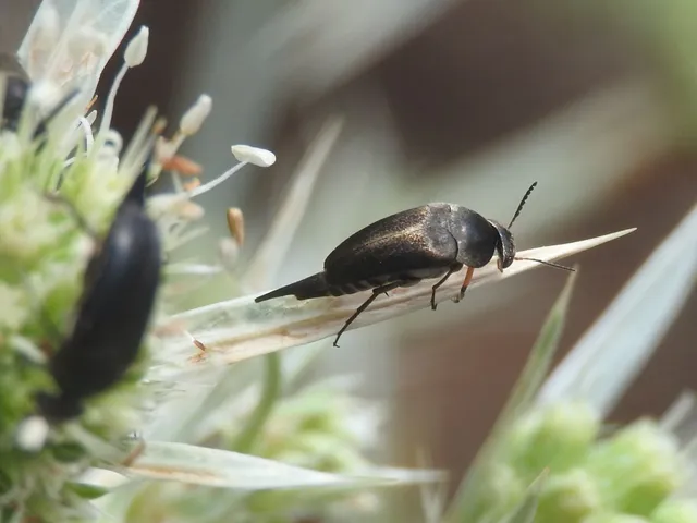 Mordellidae - marókafélék