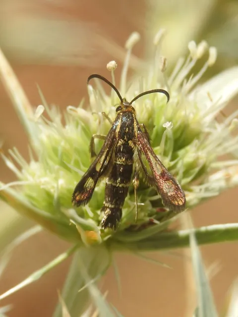 Sesiidae - szitkárfélék