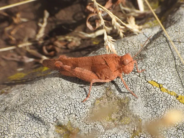 Oedipoda caerulescens - kékszárnyú sáska