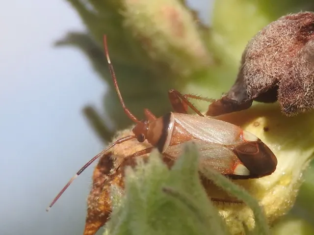 Adelphocoris vandalicus - feketevállú mezeipoloska