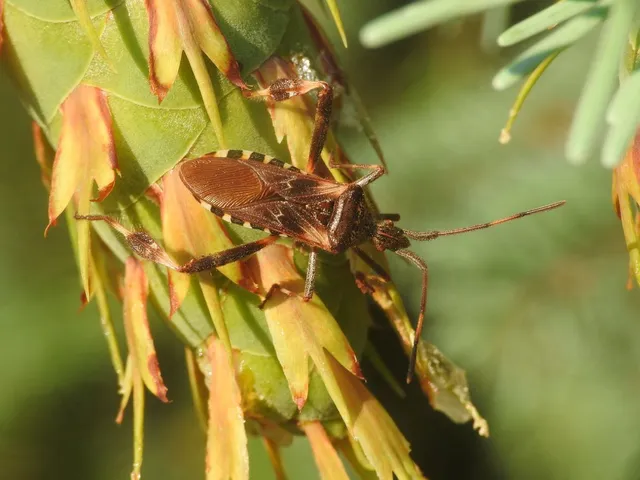 Leptoglossus occidentalis - nyugati levéllábú poloska Leptoglossus occidentalis - nyugati levéllábú poloska