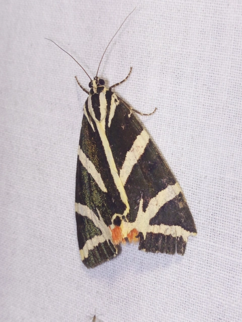 Euplagia quadripunctaria - csíkos medvelepke
