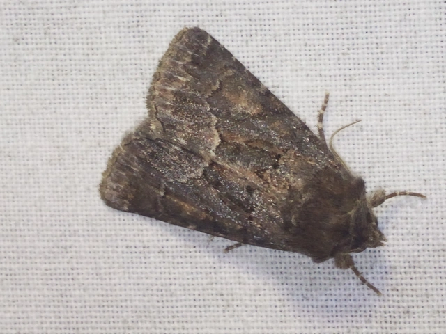 Thalpophila matura - fakó erdeibagoly