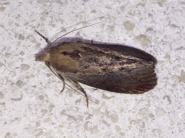 Galleria mellonella - nagy viaszmoly
