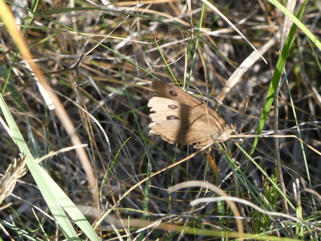 Minois dryas - fekete szemeslepke