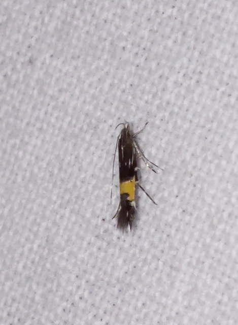 Cosmopterix