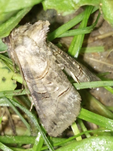 Abrostola tripartita - szürkeövű csalánbagoly