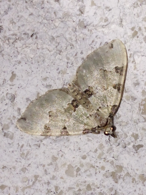 Colostygia pectinataria - zöld levélaraszoló