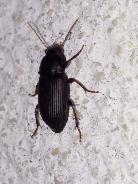 Harpalus rufipes - nagy selymesfutó