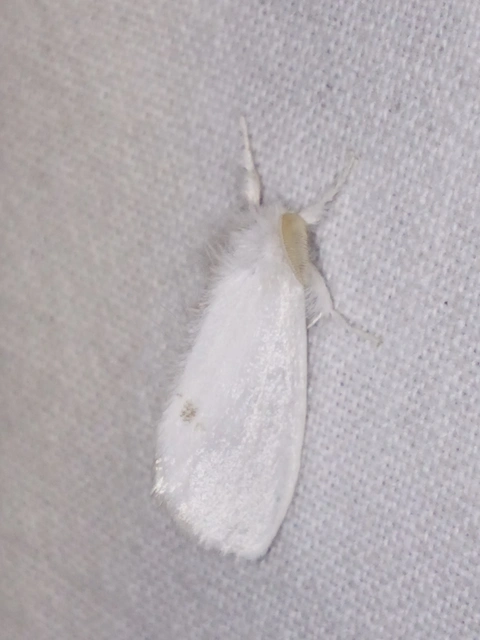 Sphrageidus similis - sárgafarú szövő