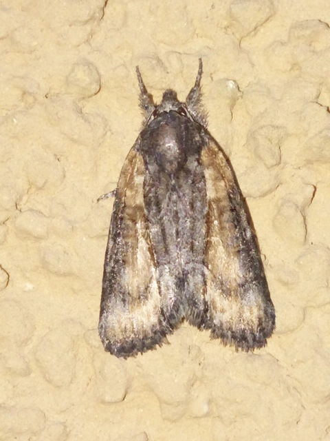 Bryophila raptricula/felina