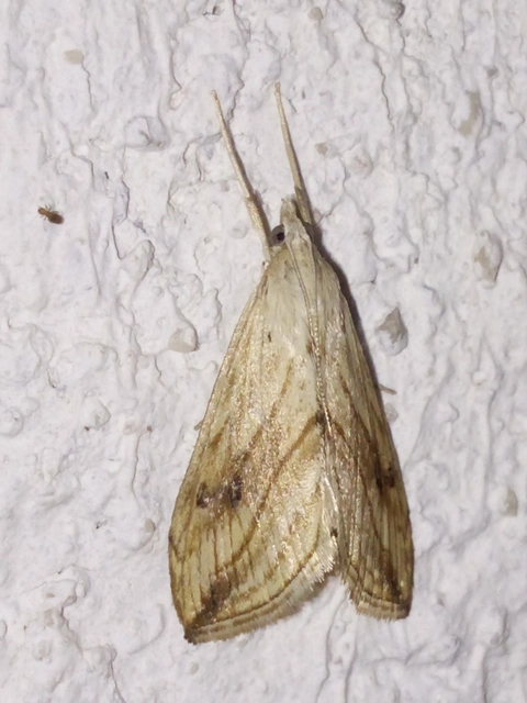 Evergestis forficalis - veteménymoly