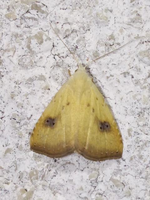 Rivula sericealis - selymes lórombagoly