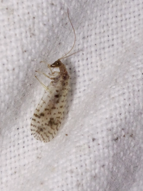 Hemerobiidae - barnafátyolkák