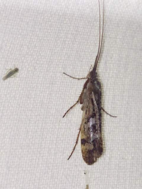Trichoptera - Tegzesek