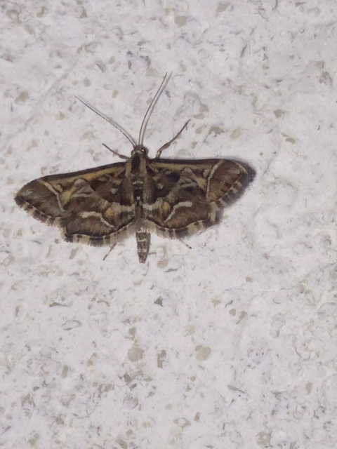 Diasemia reticularis - betűmintás tűzmoly