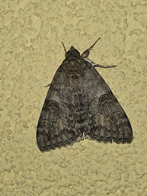 Catocala nupta - piros övesbagoly