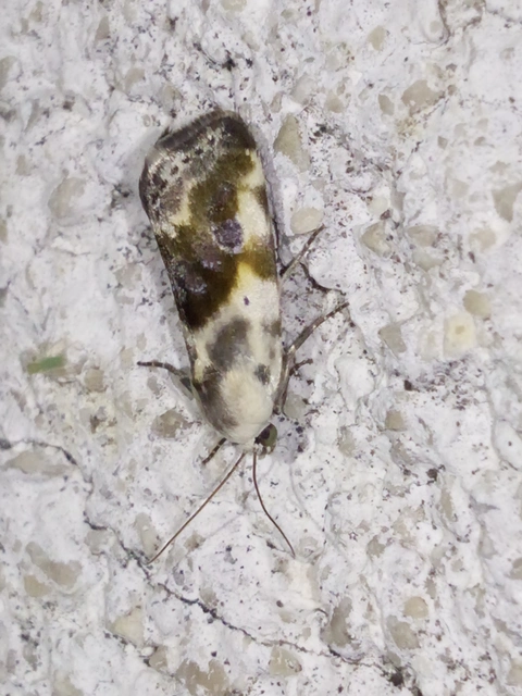 Ponometia candefacta - parlagfűbagoly