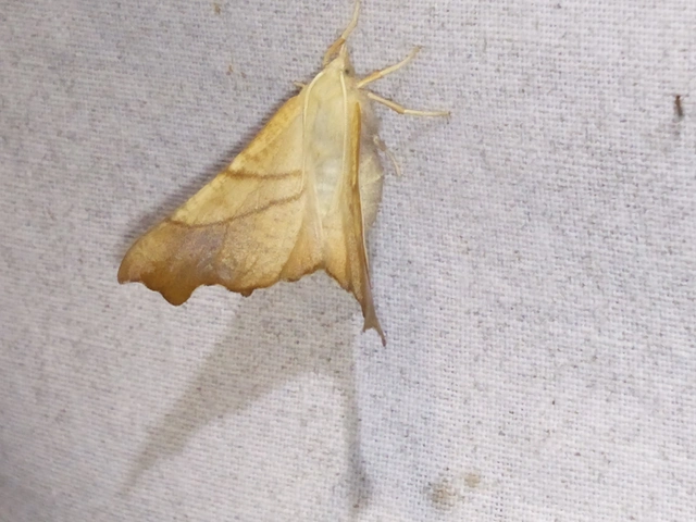 Ennomos fuscantaria - kőris-levélaraszoló