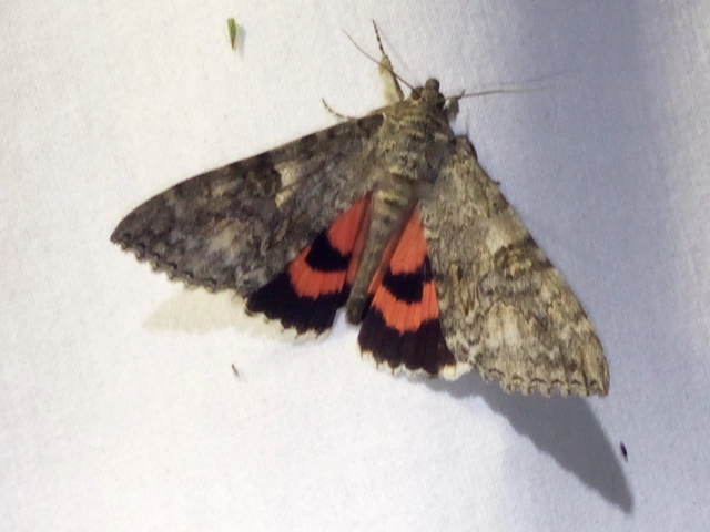Catocala nupta - piros övesbagoly