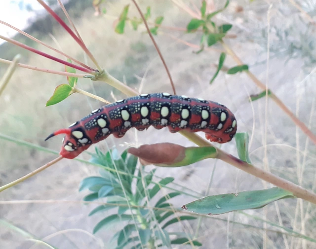 Hyles euphorbiae - kutyatejszender