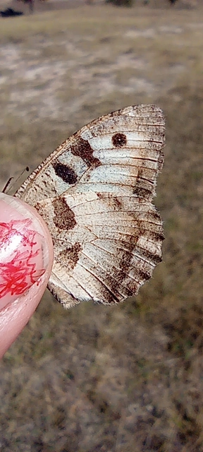 Chazara briseis - tarka szemeslepke
