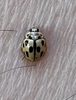 Propylea quatuordecimpunctata - tizennégypettyes füsskata