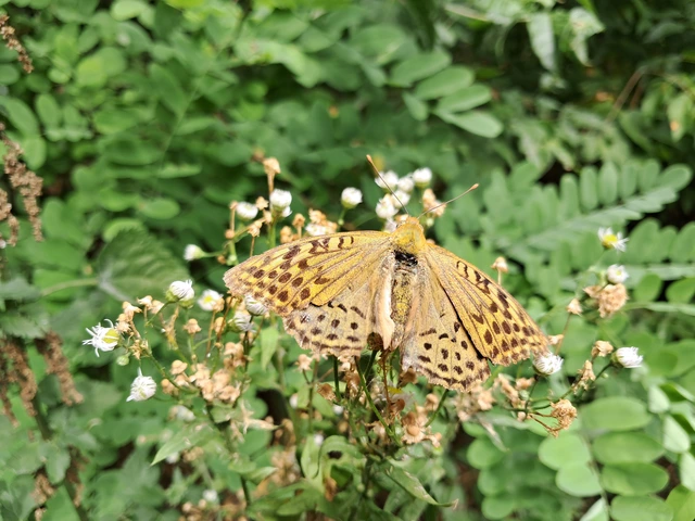 Argynnis pandora - zöldes gyöngyházlepke