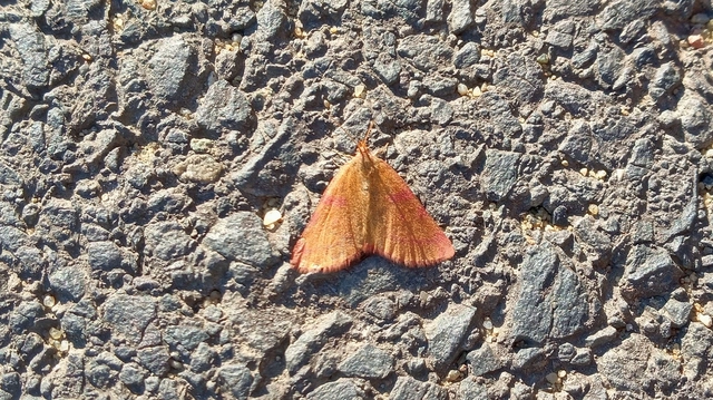 Lythria purpuraria - bíborsávos araszoló
