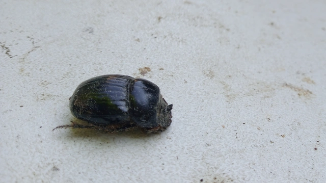 Copris lunaris - közönséges holdszarvú-ganéjtúró