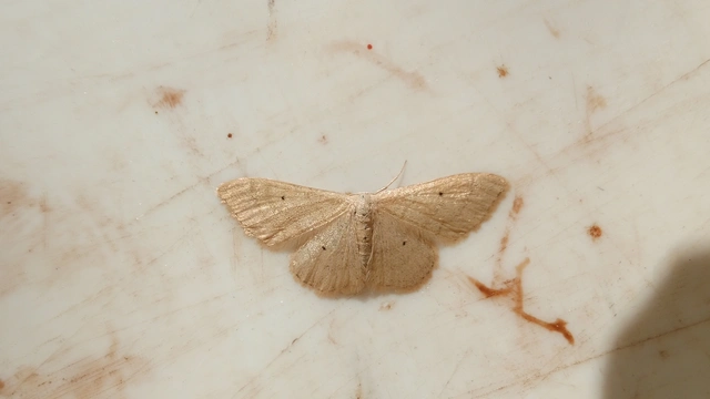 Idaea straminata - szalmasárga sávosaraszoló