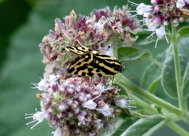 Emmelia trabealis - zebrabagoly