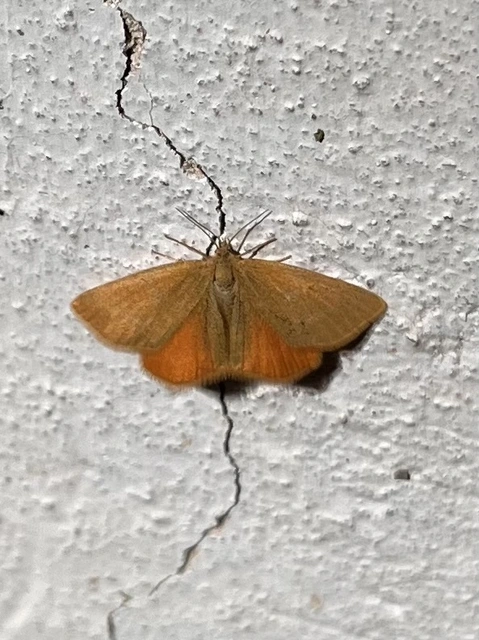 Lythria purpuraria - bíborsávos araszoló