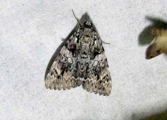 Catocala promissa - kis tölgyfa-övesbagoly