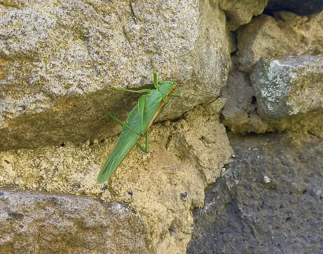 Tettigonia viridissima - zöld lombszöcske