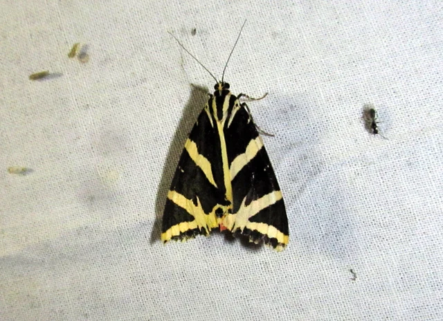 Euplagia quadripunctaria - csíkos medvelepke