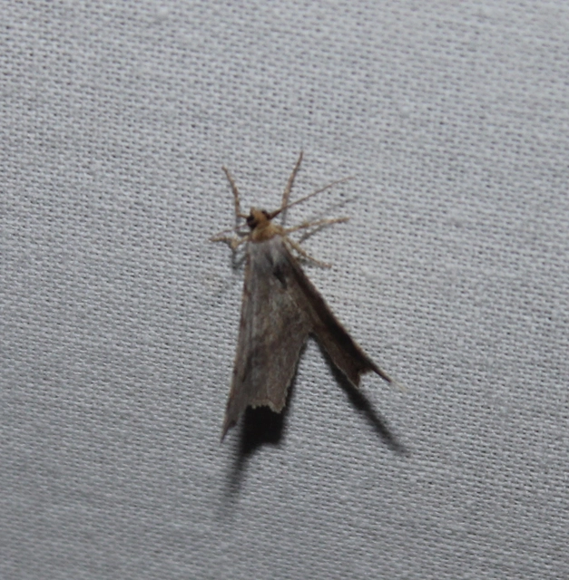 Macaria alternata - közönséges szürkearaszoló