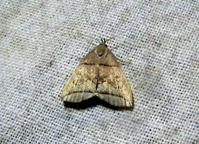 Herminia grisealis - ligeti karcsúbagoly