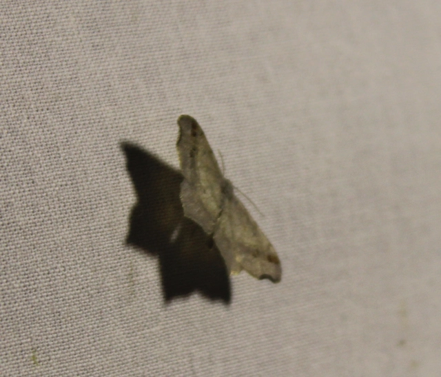 Macaria alternata - közönséges szürkearaszoló