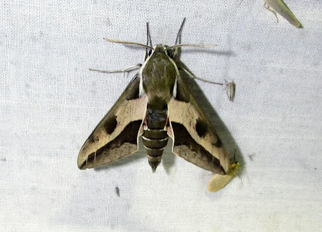 Hyles euphorbiae - kutyatejszender