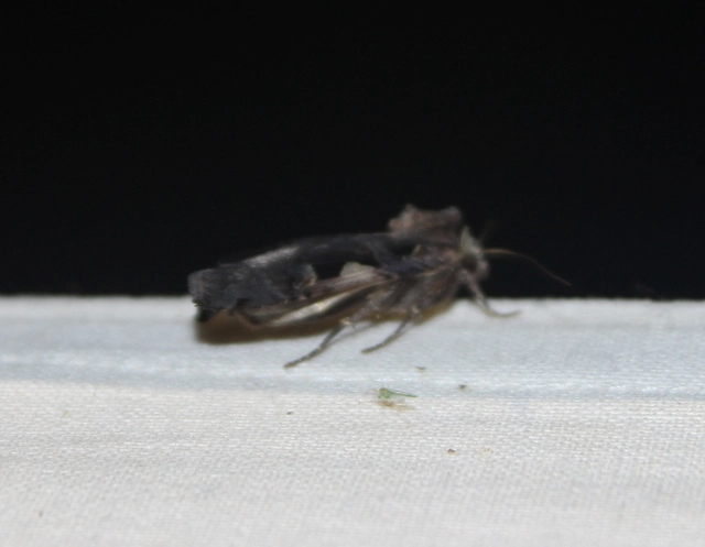 Xestia c-nigrum - c-betűs fűbagoly