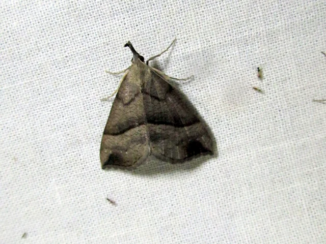 Hypena proboscidalis - ormányos karcsúbagoly