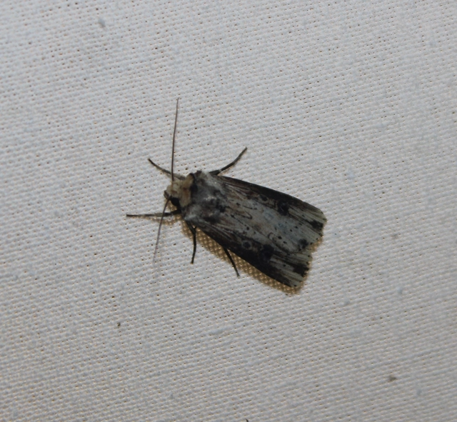 Axylia putris - vonalkás földibagoly
