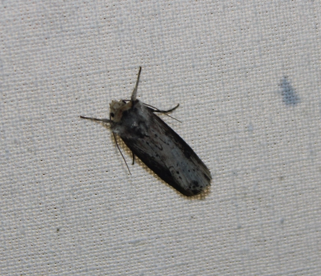 Axylia putris - vonalkás földibagoly