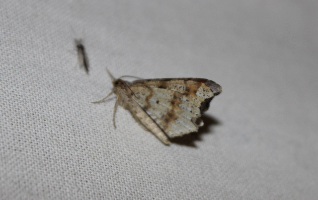 Macaria alternata - közönséges szürkearaszoló