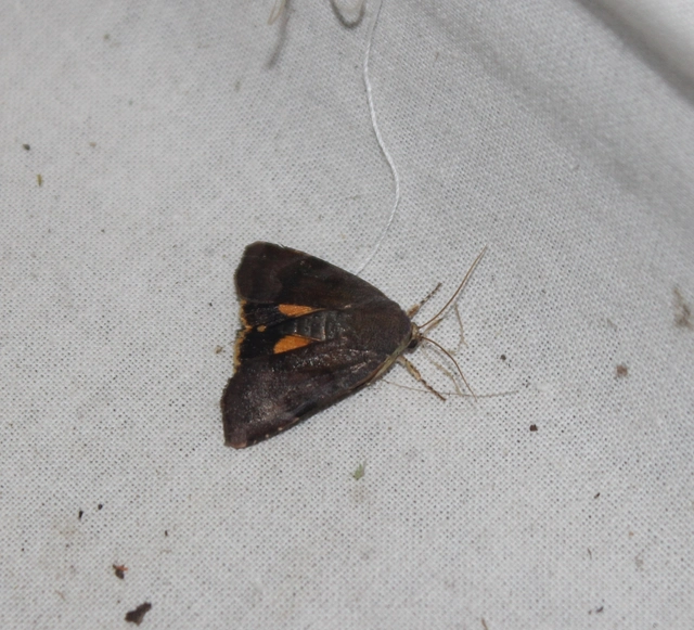 Noctua janthe/janthina