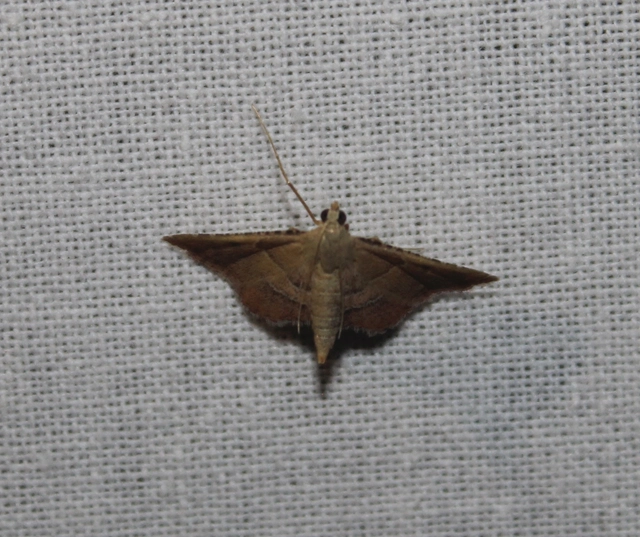 Endotricha flammealis - tüzesszárnyú fényilonca